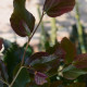 Perzisch ijzerhout - Parrotia persica vanessa