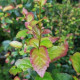 Perzisch ijzerhout - Parrotia persica vanessa