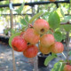 Malus evereste - sierappel dakvorm