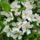 Malus evereste - sierappel dakvorm