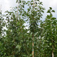 Krentenboompje - Amelanchier arborea 'robin hill'