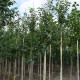 Krentenboompje - Amelanchier arborea 'robin hill'