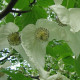Vaantjesboom -  Davidia involucrata vilmoriniana