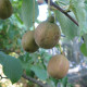 Vaantjesboom -  Davidia involucrata vilmoriniana