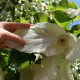 Vaantjesboom -  Davidia involucrata vilmoriniana