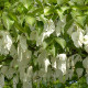 Vaantjesboom -  Davidia involucrata vilmoriniana