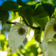 Vaantjesboom -  Davidia involucrata vilmoriniana