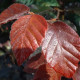 Rode Beuk - Fagus sylvatica 'purperea' 