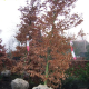 Rode Beuk - Fagus sylvatica 'purperea' 