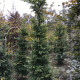 Fagus sylvatica - Groene beuk