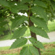 Koelreuteria paniculata - Chinese vernisboom
