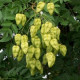 Koelreuteria paniculata - Chinese vernisboom