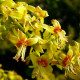 Koelreuteria paniculata - Chinese vernisboom
