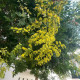 Koelreuteria paniculata - Chinese vernisboom