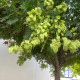 Koelreuteria paniculata - Chinese vernisboom