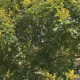 Koelreuteria paniculata - Chinese vernisboom