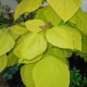 Gele Bolcatalpa - Catalpa bign. 'Aurea' 