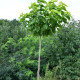 Gele Bolcatalpa - Catalpa bign. 'Aurea' 