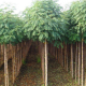 Bol Acasia - Robinia pseudoacacia 'Umbraculifera'