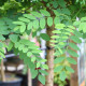 Bol Acasia - Robinia pseudoacacia 'Umbraculifera'
