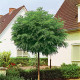 Bol Acasia - Robinia pseudoacacia 'Umbraculifera'
