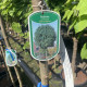 Bol Acasia - Robinia pseudoacacia 'Umbraculifera'