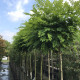 Bol Acasia - Robinia pseudoacacia 'Umbraculifera'