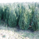 Schijncypres - Cham. Laws. Columnaris