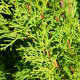 Levensboom - Thuja occ. Brabant 