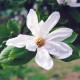 Magnolia kobus - Leivorm Beverboom