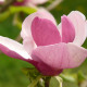Magnolia galaxy - Beverboom
