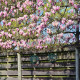 Magnolia galaxy - Beverboom