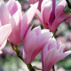 Magnolia Heaven scent - Lei Beverboom
