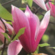 Magnolia soulangeana - Lei Beverboom