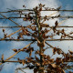 Groene Beuk - Fagus sylvatica  Leivorm