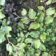 Groene Beuk - Fagus sylvatica  Leivorm