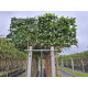 Groene Beuk - Fagus sylvatica  Leivorm