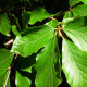 Groene Beuk - Fagus sylvatica  Leivorm