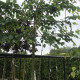 Groene Beuk - Fagus sylvatica  Leivorm