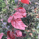- Rode Beuk Fagus syl. 'purperea'  Leivorm