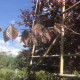 - Rode Beuk Fagus syl. 'purperea'  Leivorm