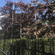 - Rode Beuk Fagus syl. 'purperea'  Leivorm