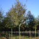 Sierappel - Malus evereste 