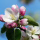 Sierappel - Malus evereste 