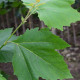 Plataan - Platanus hispanica