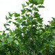 Plataan - Platanus hispanica