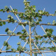 Leivorm Koningslinde - Tilia Cordata 'Pallida'