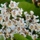 Trompetboom - Catalpa bignoides