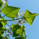 Trompetboom - Catalpa bignoides