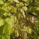 Trompetboom - Catalpa bignoides